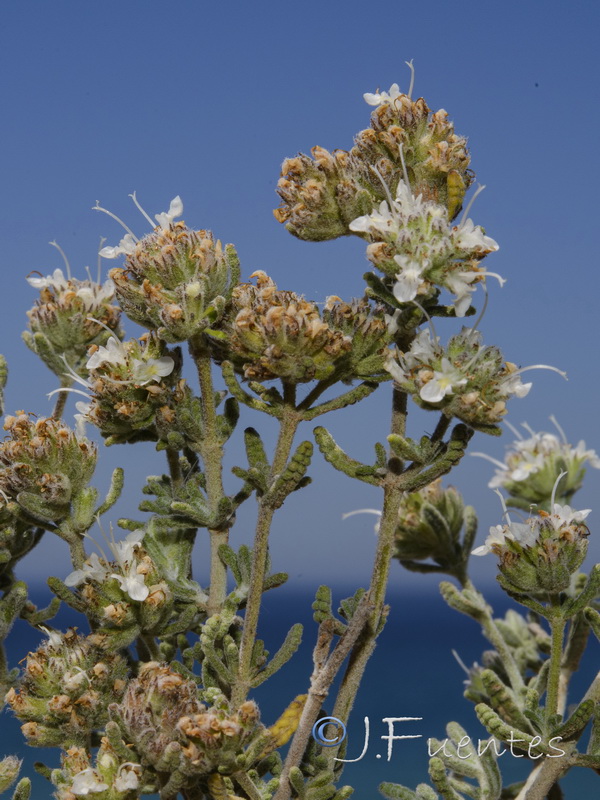 Teucrium capitatum gracillimum.03