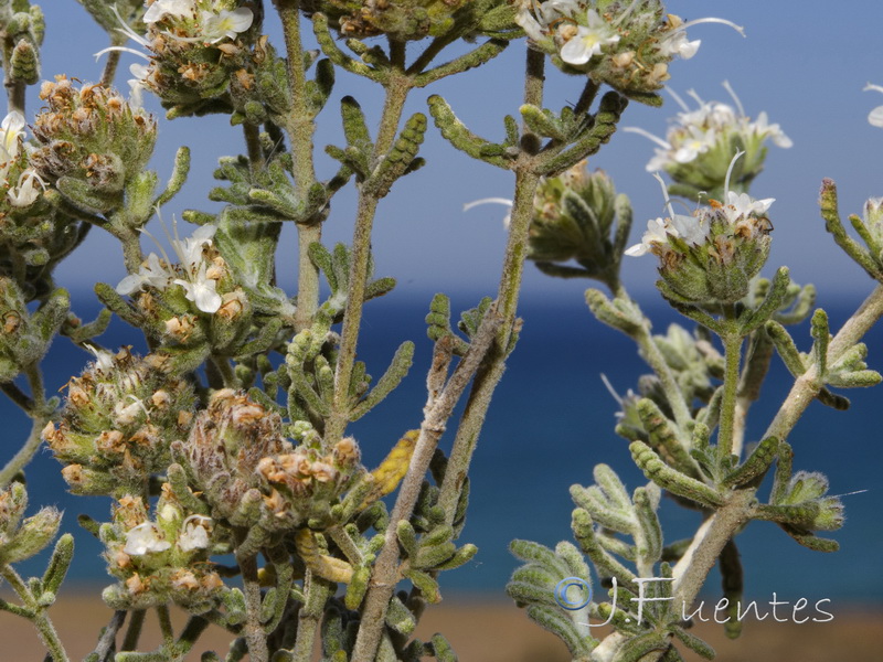Teucrium capitatum gracillimum.04