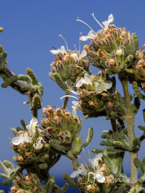 Teucrium capitatum gracillimum.05