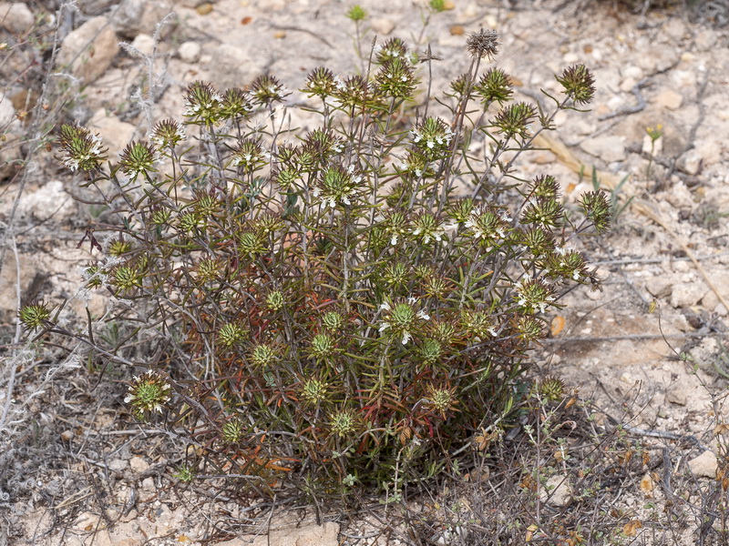 Teucrium carolipaui fontqueri.02