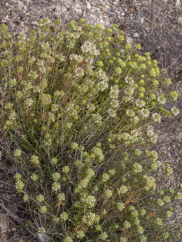 Teucrium carolipaui fontqueri.04