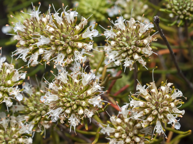 Teucrium carolipaui fontqueri.14