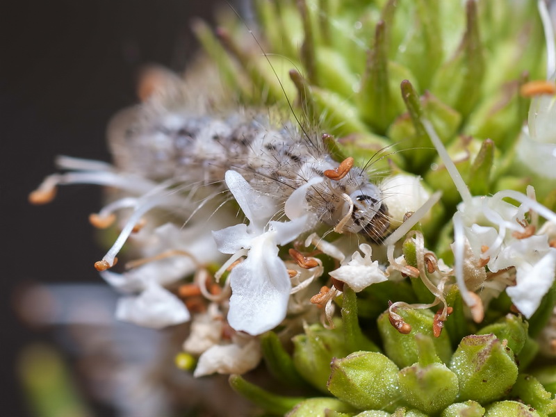 Teucrium carolipaui fontqueri.16