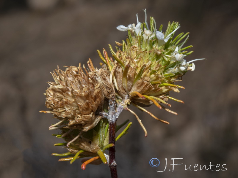 Teucrium carolipaui fontqueri.28