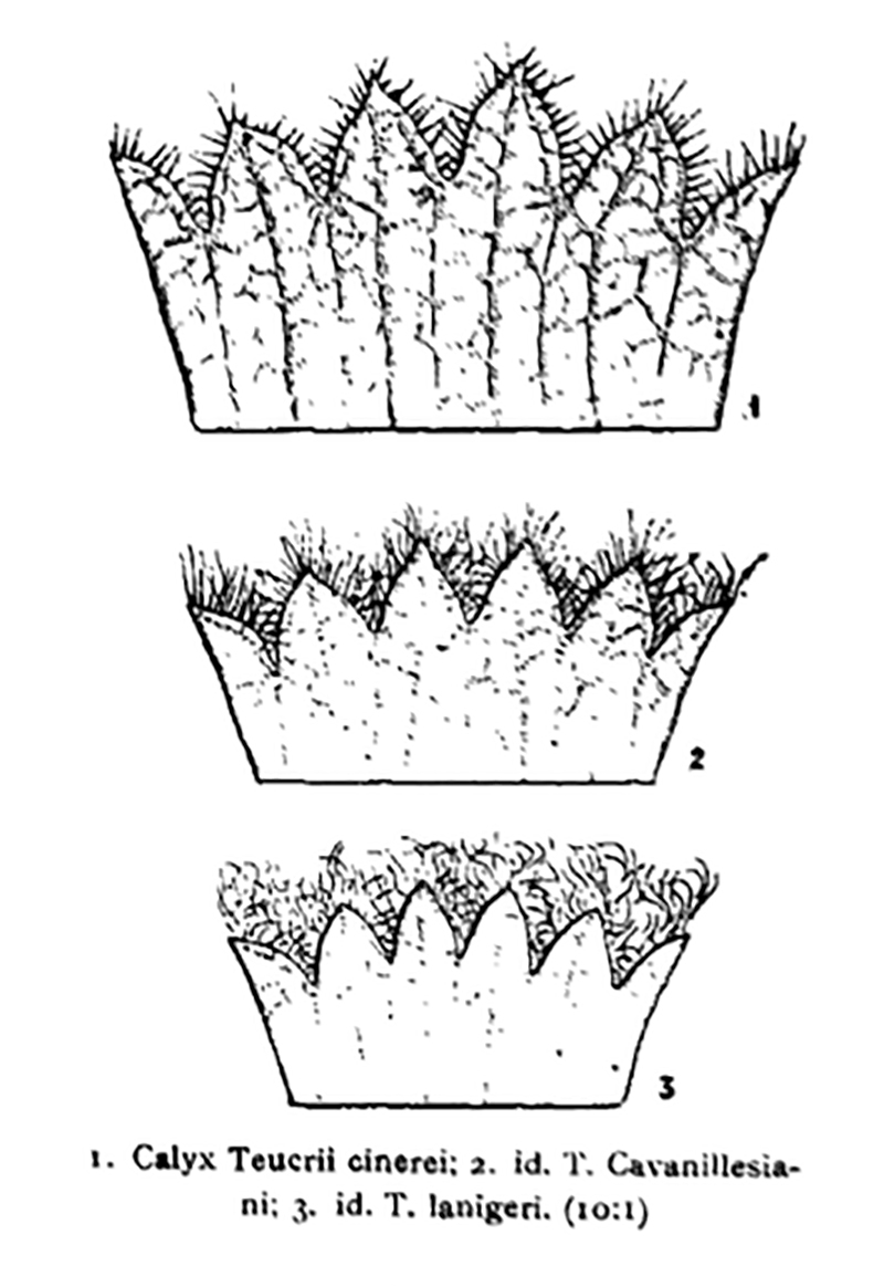 Teucrium cavanillesianum