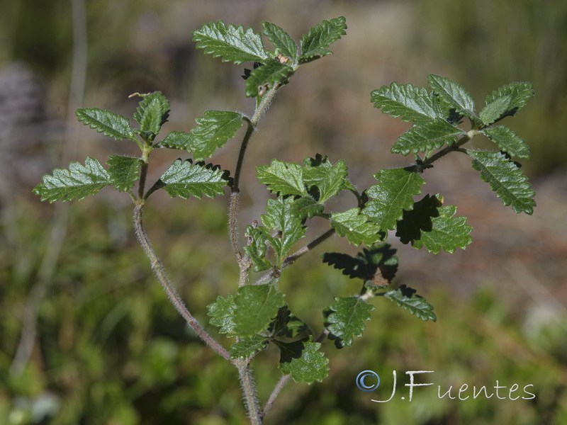 Teucrium chamaedrys.02