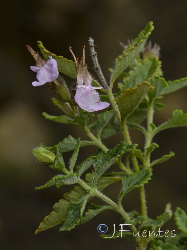 Teucrium chamaedrys.03