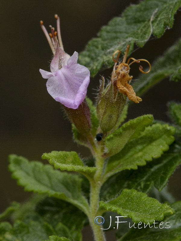 Teucrium chamaedrys.04