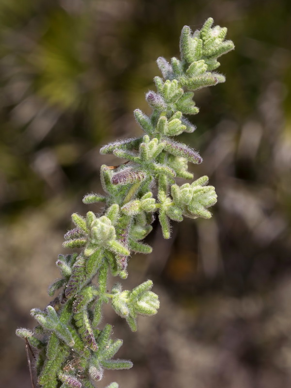 Teucrium charidemi.02