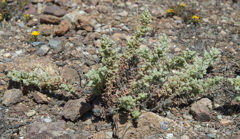 Teucrium charidemi.08