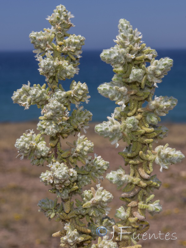 Teucrium charidemi.10