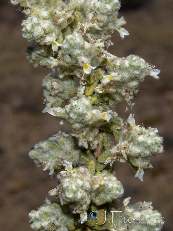 Teucrium charidemi.13