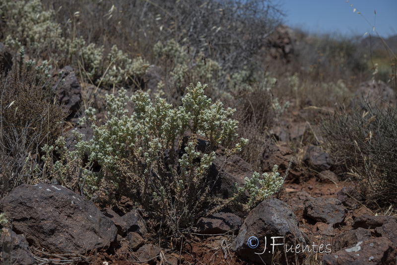 Teucrium charidemi.15