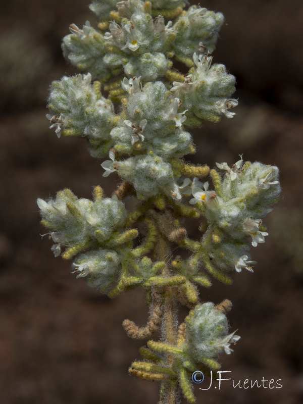 Teucrium charidemi.18