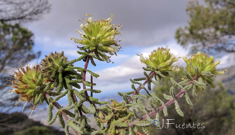 Teucrium chrysotrichum.01