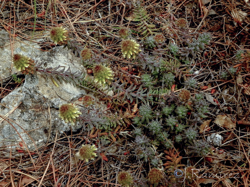 Teucrium chrysotrichum.05