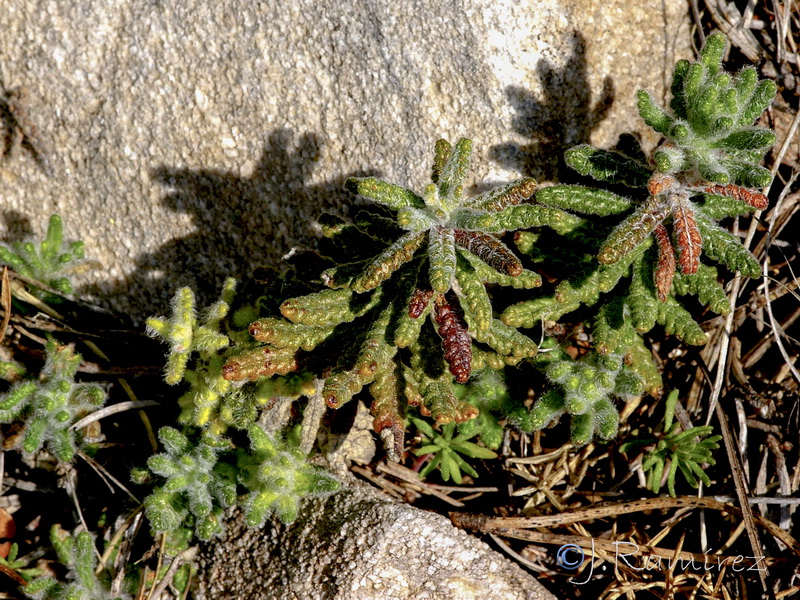 Teucrium chrysotrichum.07