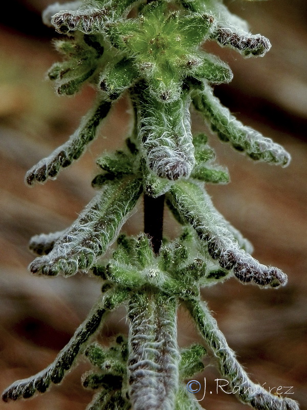 Teucrium chrysotrichum.08