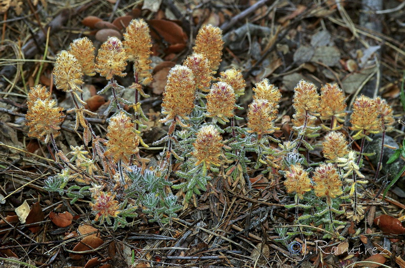 Teucrium chrysotrichum.14