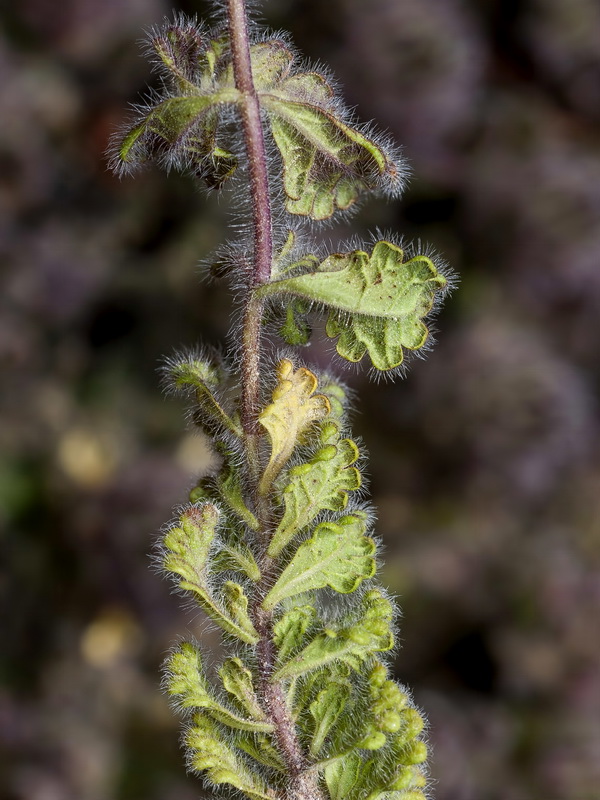 Teucrium compactum.05