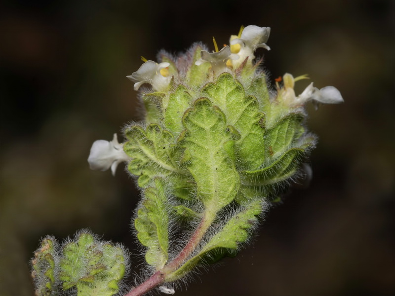 Teucrium compactum.10