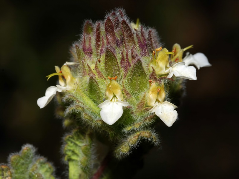 Teucrium compactum.16