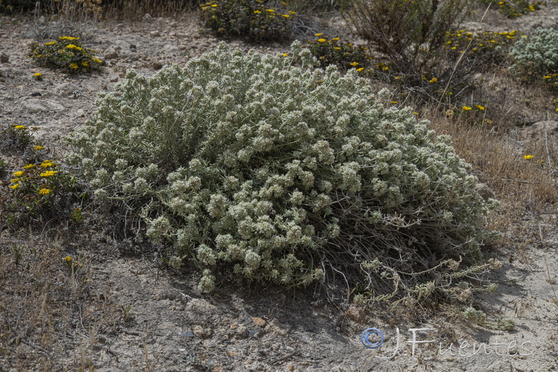 Teucrium dunense dunense.01