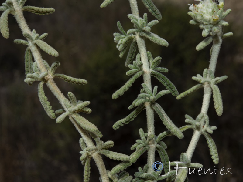 Teucrium dunense dunense.02