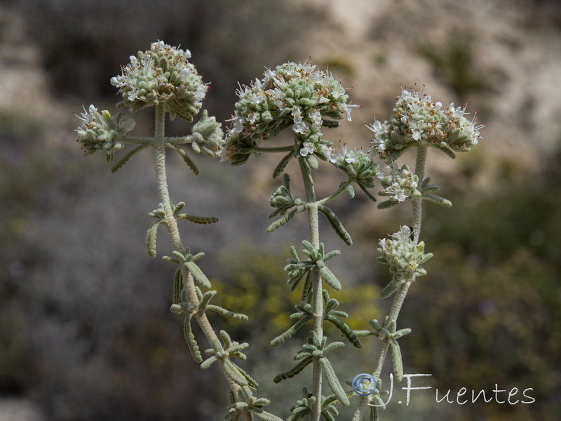 Teucrium dunense dunense.03