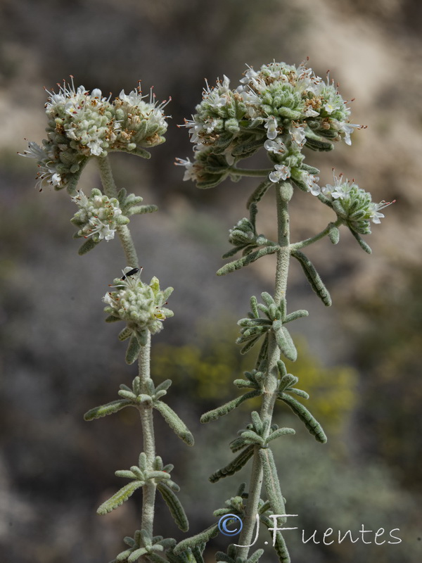 Teucrium dunense dunense.04