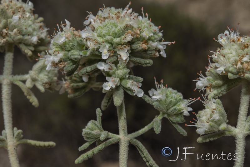 Teucrium dunense dunense.05