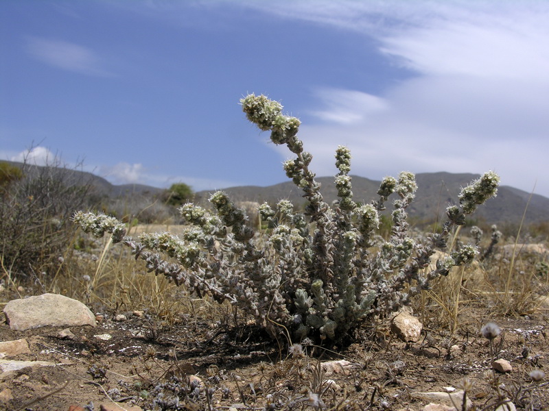 Teucrium eriocephalum almeriense.01