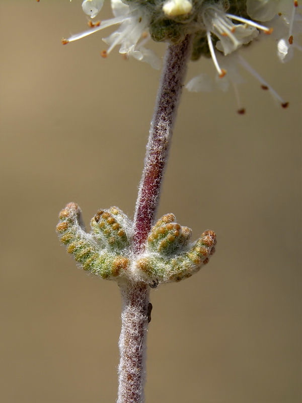 Teucrium eriocephalum almeriense.06