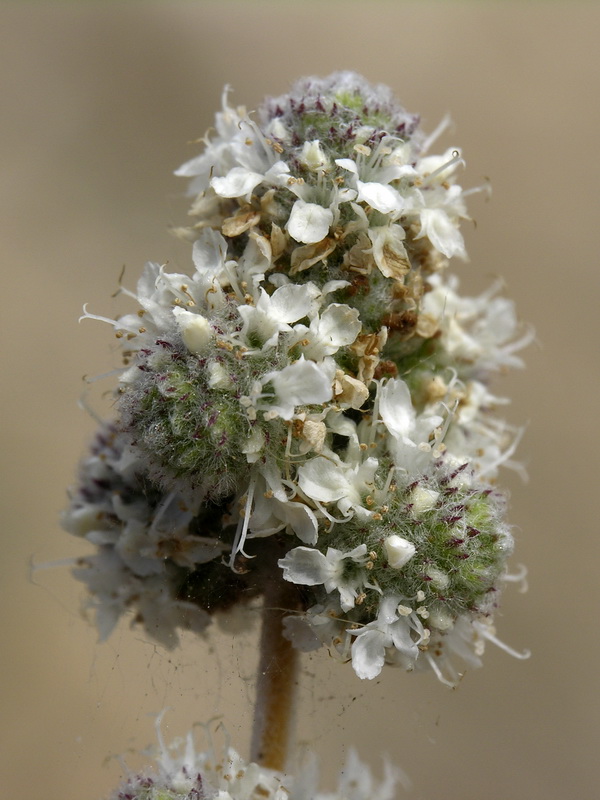 Teucrium eriocephalum almeriense.14