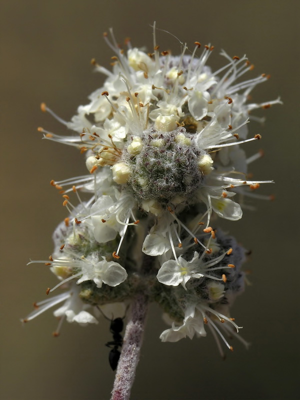 Teucrium eriocephalum almeriense.15