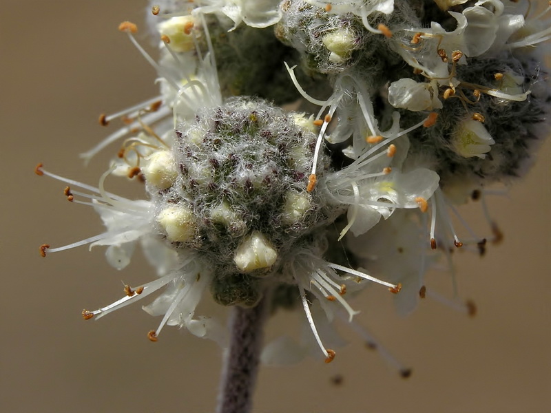 Teucrium eriocephalum almeriense.16