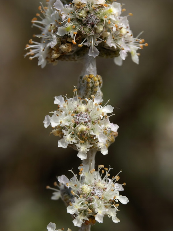 Teucrium eriocephalum almeriense.19