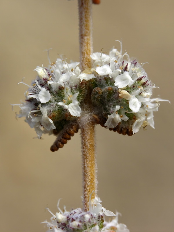 Teucrium eriocephalum almeriense.22