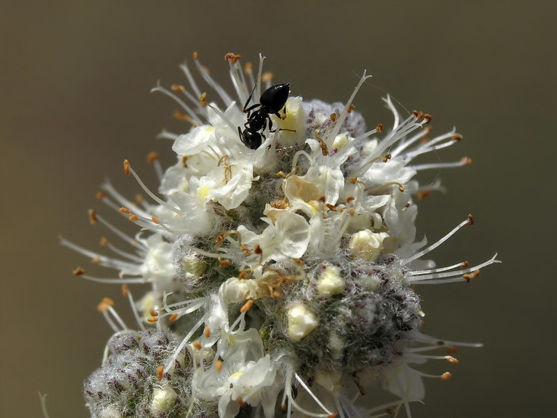 Teucrium eriocephalum almeriense.23