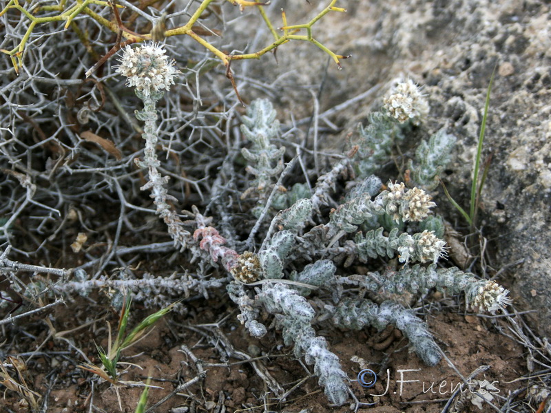 Teucrium eriocephalum almeriense.26