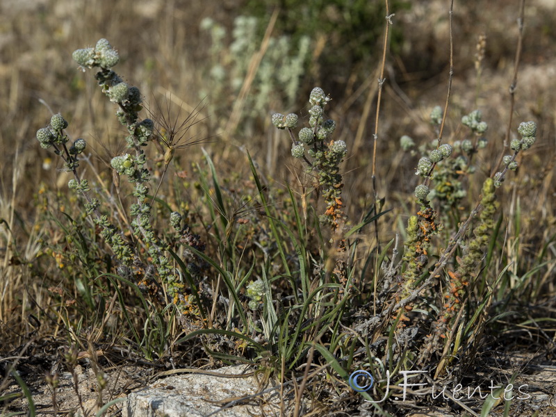 Teucrium eriocephalum almeriense.25