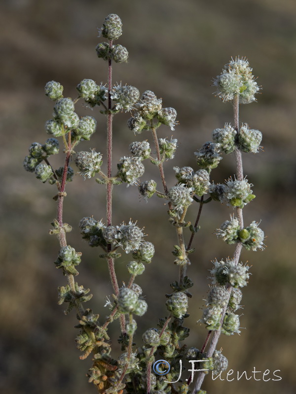 Teucrium eriocephalum almeriense.28