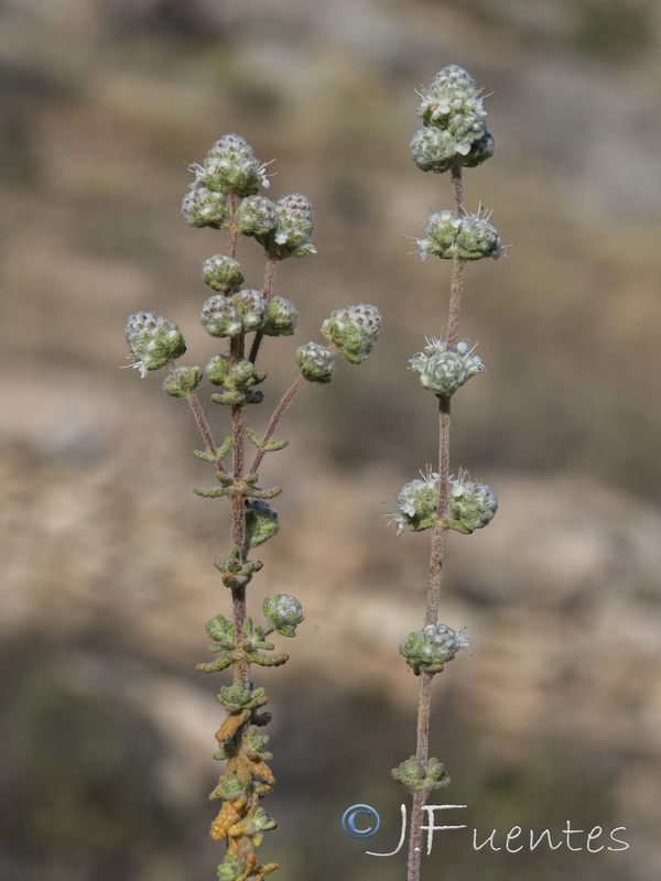 Teucrium eriocephalum almeriense.29