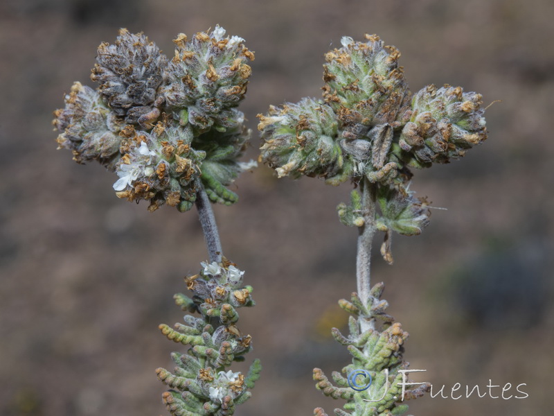 Teucrium eriocephalum almeriense.30