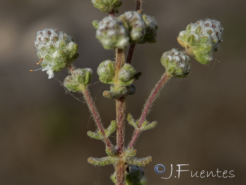 Teucrium eriocephalum almeriense.31