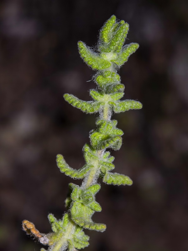 Teucrium eriocephalum eriocephalum.02