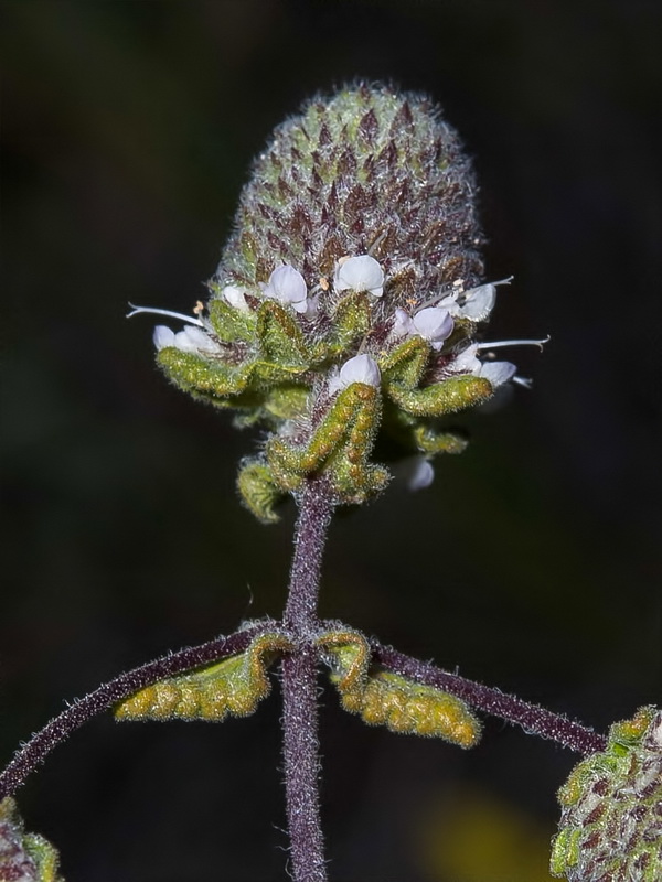 Teucrium eriocephalum eriocephalum.10