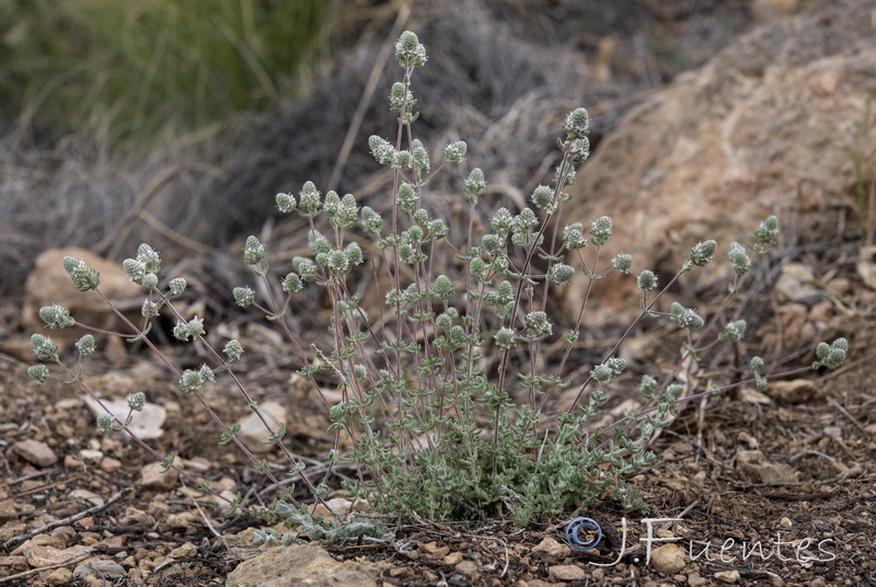 Teucrium eriocephalum eriocephalum.15
