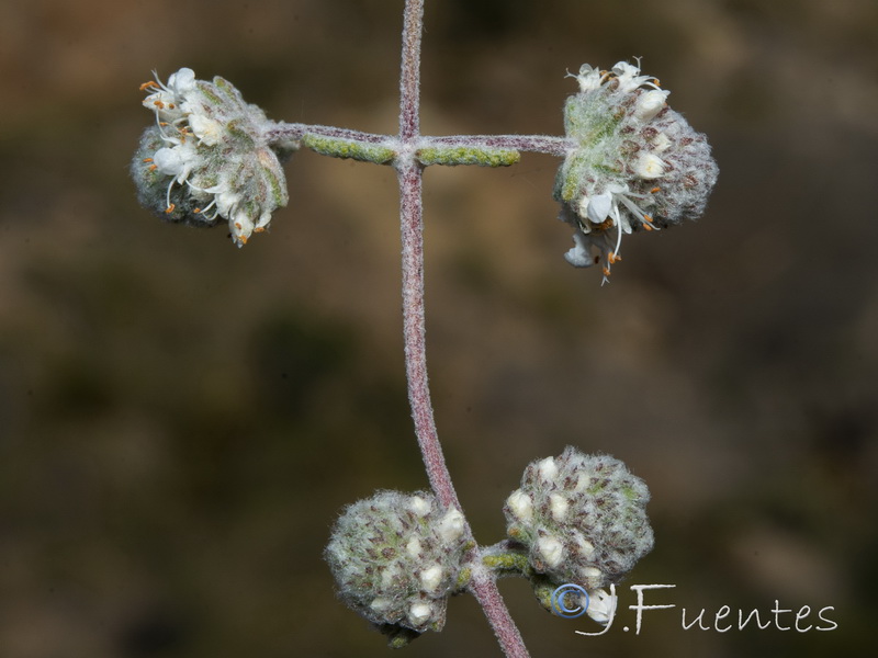 Teucrium eriocephalum eriocephalum.12