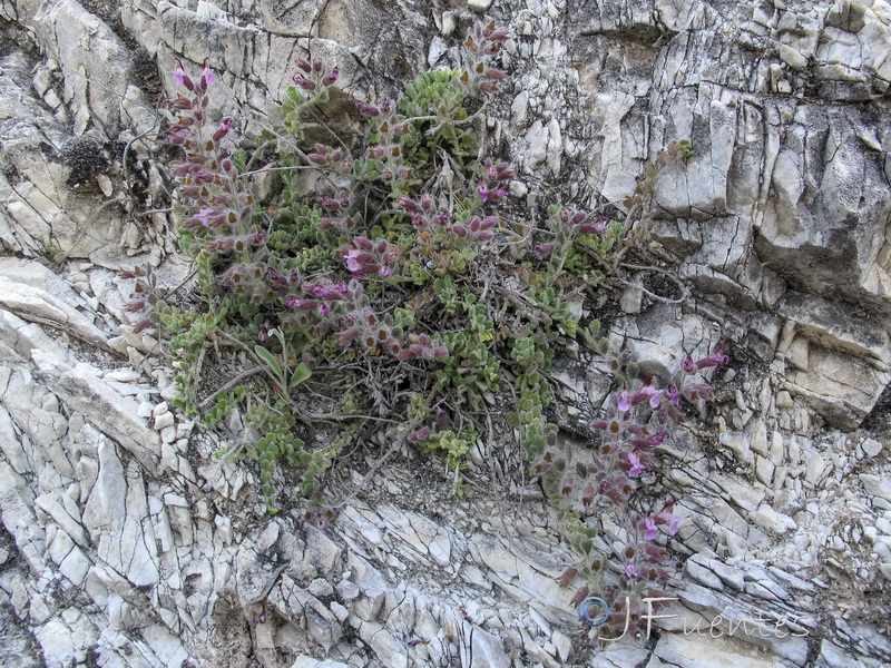Teucrium fragile.01